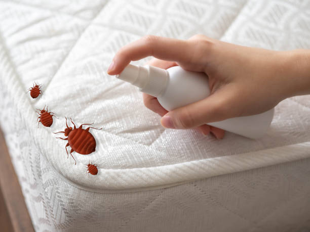 Best Affordable Pest Control Services  in Mountain View Acres, CA