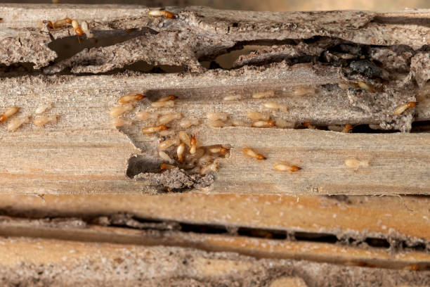 Best Affordable Pest Control Services  in Mountain View Acres, CA